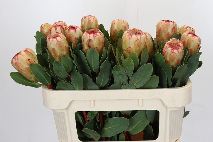 Protea Grandicolor