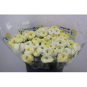 Ran Cloni Ex Commedia