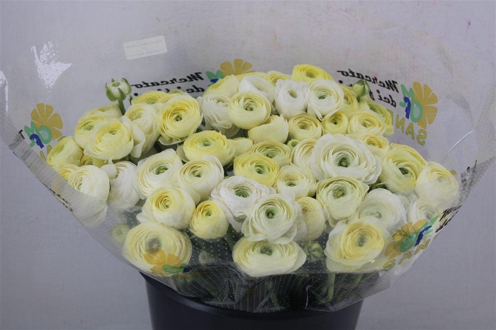 <h4>Ran Cloni Ex Commedia</h4>