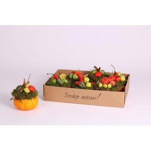 CUCURBITA