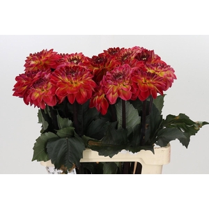 Dahlia Dancing Don