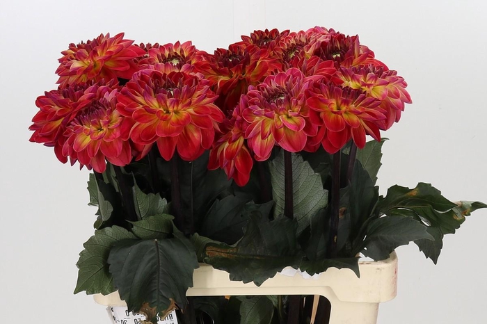 <h4>Dahlia Dancing Don</h4>