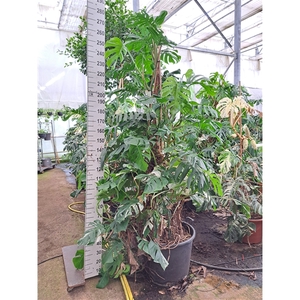 Monstera mosstok met vrucht 280