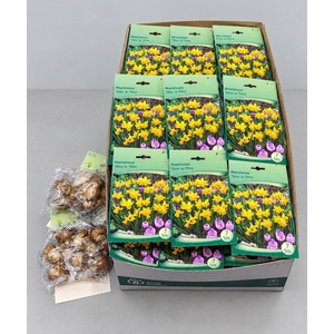 BLOEMBOL NARCIS