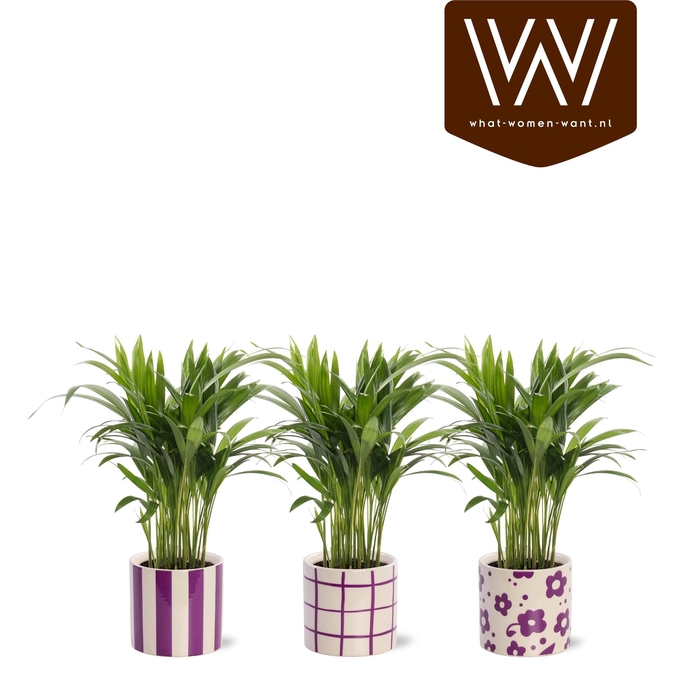 <h4>DYPSIS LUTESCENS</h4>