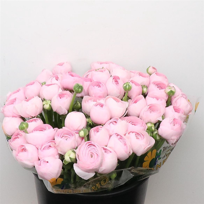 <h4>Ran Su Sr Rosa 121 Super</h4>