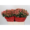 Hypericum Sweet Romance