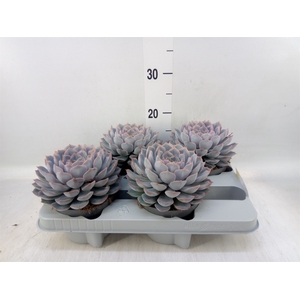 Echeveria  'Orion'