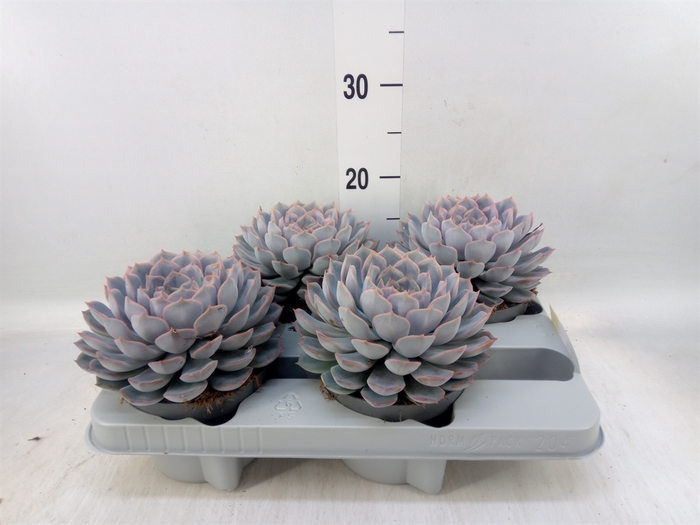 <h4>Echeveria  'Orion'</h4>