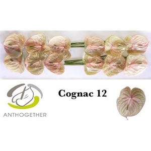 Anth Cognac