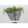 Panicum Fountain