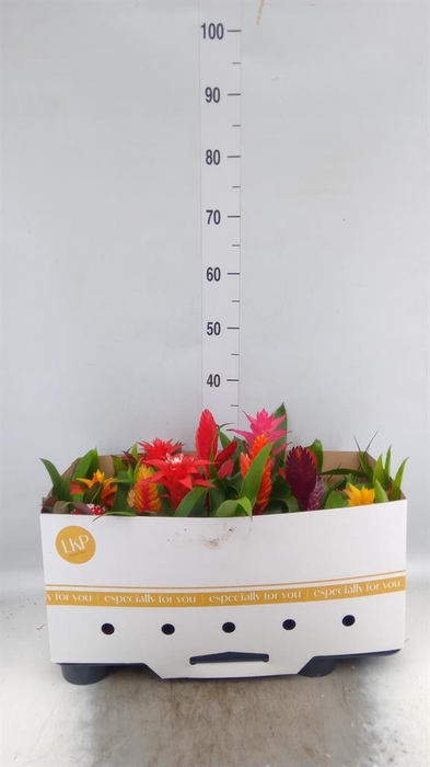 <h4>BROMELIA ...MIX MIDI ADVENTURE MI</h4>