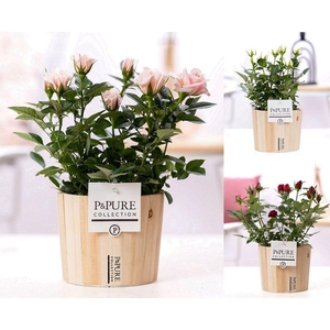 Rosa gemengd in P&PURE Wood 5