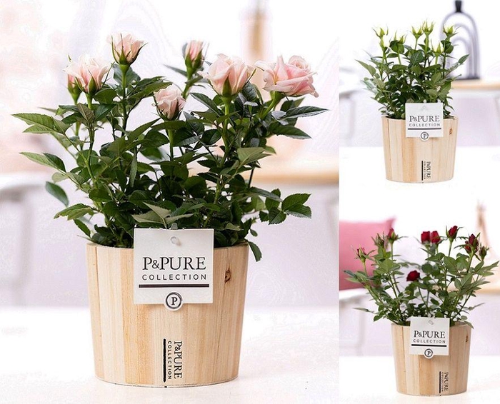 <h4>Rosa gemengd in P&PURE Wood 5</h4>