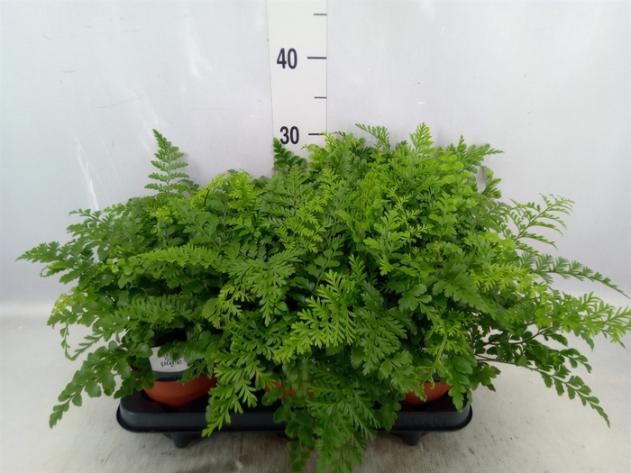 Asplenium parvati