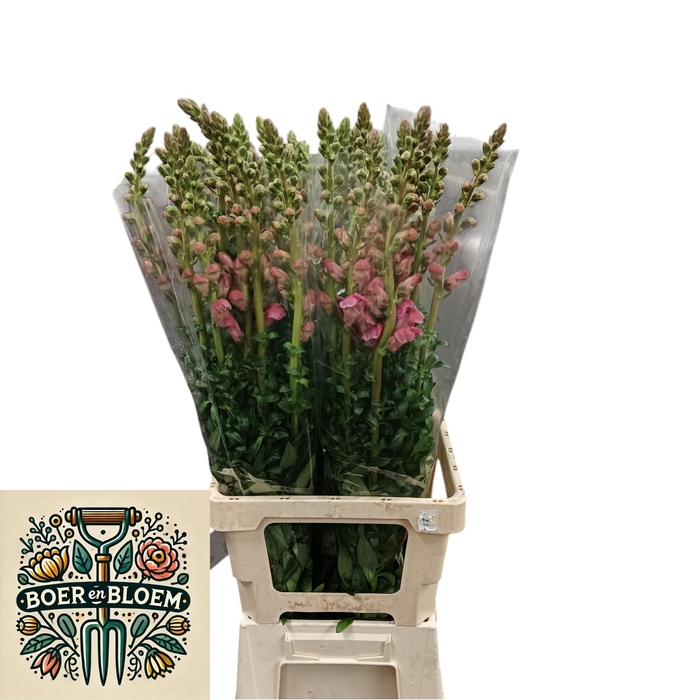 <h4>ANTIR ANTIBES PINK</h4>