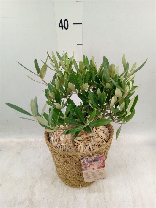 <h4>Arr.   Tuinplanten H%</h4>