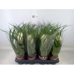 Tillandsia cyanea 'Biancini'