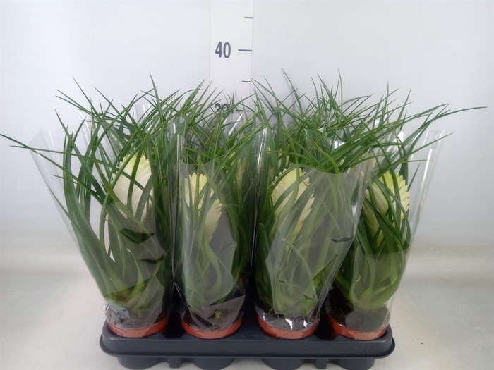 <h4>Tillandsia cyanea 'Biancini'</h4>