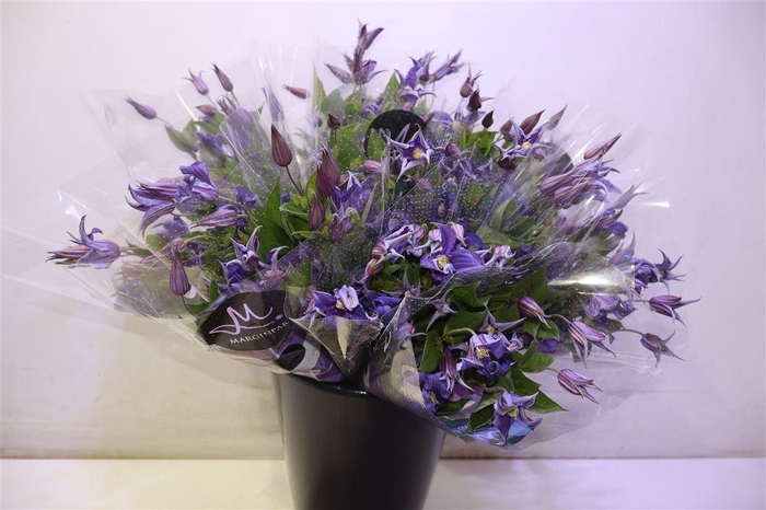 <h4>Clem Blue Pirouette</h4>