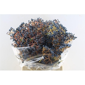 Viburnum Blue Berry 250 Gram