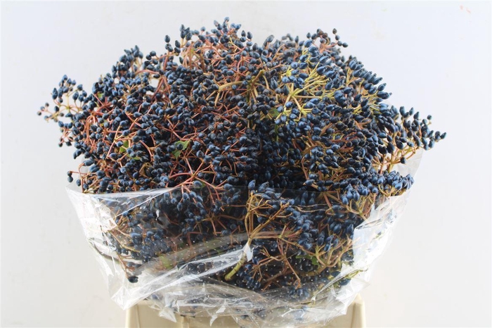 <h4>Viburnum Blue Berry 250 Gram</h4>