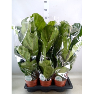 Ficus lyrata