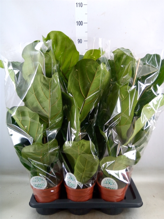 <h4>Ficus lyrata</h4>