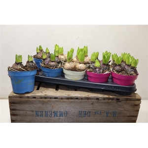 arr8 Hyacin Gem 3 Kl