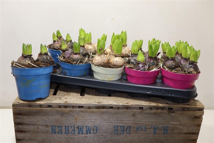 <h4>arr8 Hyacin Gem 3 Kl</h4>