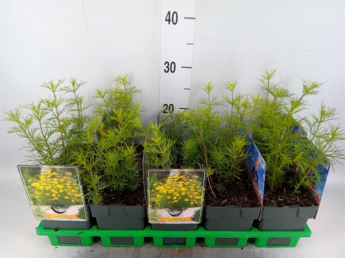 <h4>Coreopsis vert. 'Zagreb'</h4>