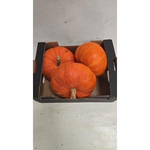 CUCURBITA