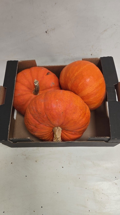 <h4>CUCURBITA</h4>
