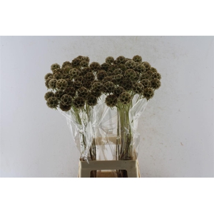 Scabiosa Stellata Seeds