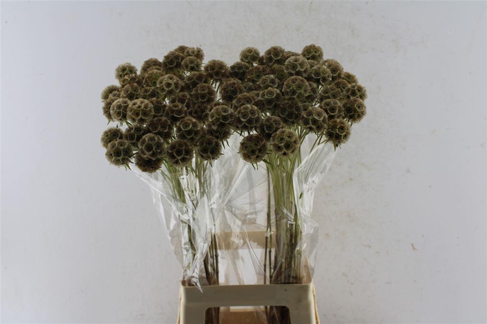 <h4>Scabiosa Stellata Seeds</h4>