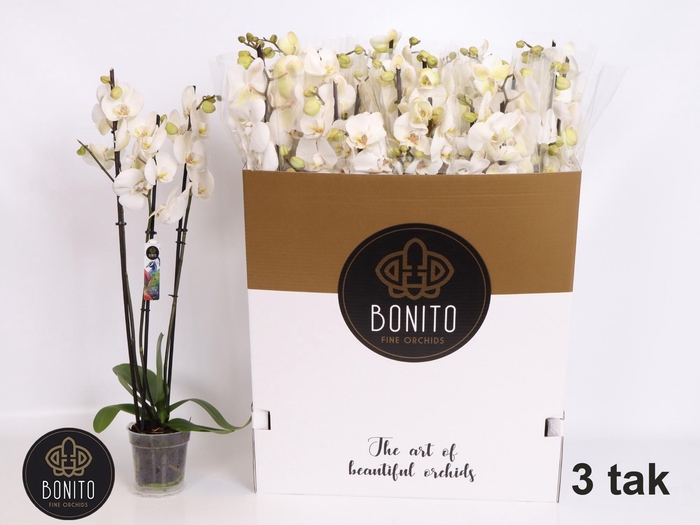 <h4>PHAL SILHOUETTE</h4>