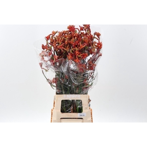 Anigoz Ramp Roy Slav