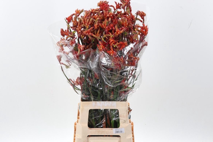 <h4>Anigoz Ramp Roy Slav</h4>