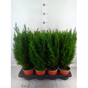 Chamaecyparis laws. 'Ellwoodii'