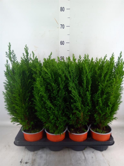 <h4>Chamaecyparis laws. 'Ellwoodii'</h4>