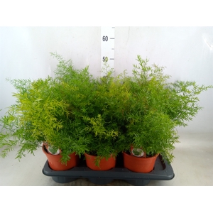 Asparagus dens. 'Cwebe'