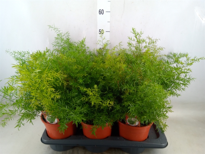 <h4>Asparagus dens. 'Cwebe'</h4>