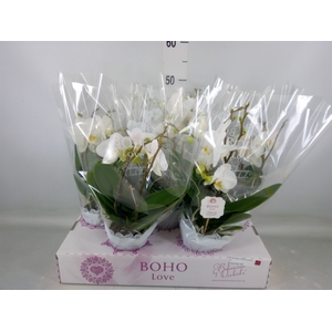 Phalaenopsis   ...white