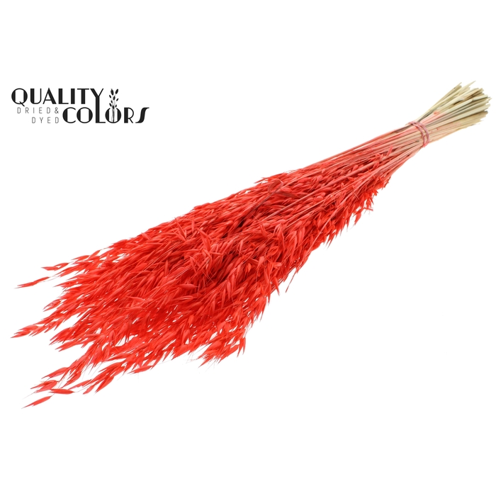 <h4>Avena per bunch Bleached Coral</h4>