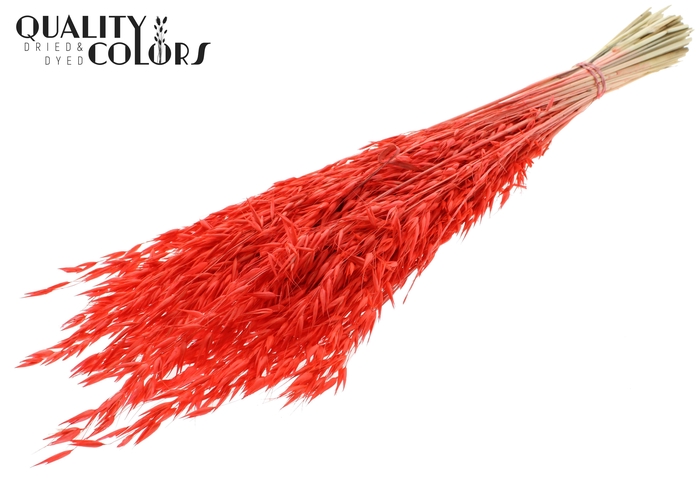 <h4>Avena per bunch Intense Coral</h4>