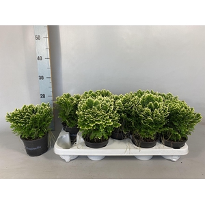 Selaginella martensii 'Jori'