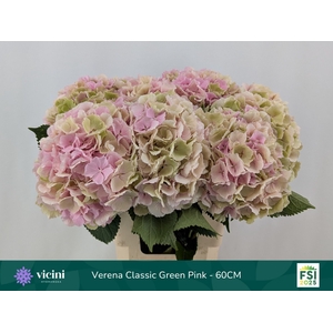 HYDR M CH VERENA CL