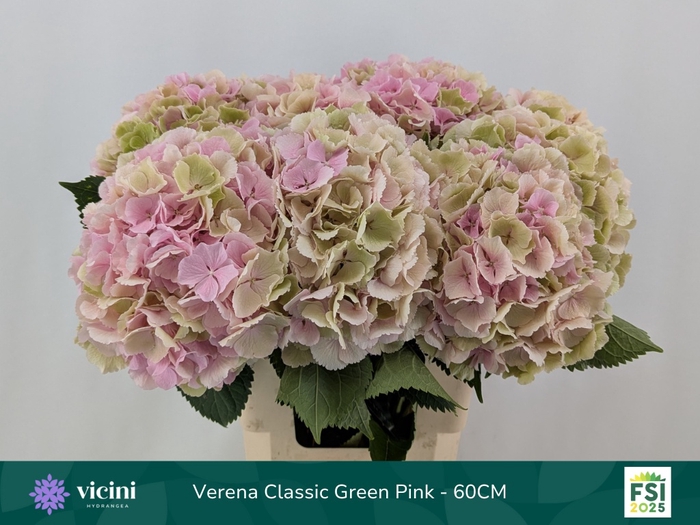 <h4>HYDR M CH VERENA CL</h4>