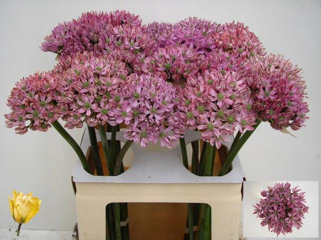 <h4>ALLIUM PINK JEWEL</h4>