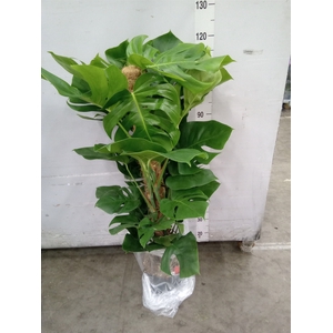 Monstera pertusum